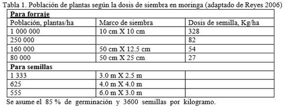 Requerimientos agronómicos de Moringa oleifera (Lam.) en sistemas ganaderos - Image 3