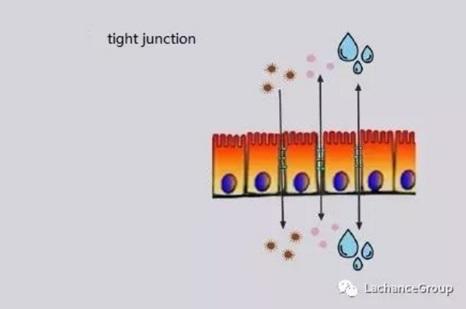 La verdad sobre la función de barrera intestinal en animales de granja - Image 4