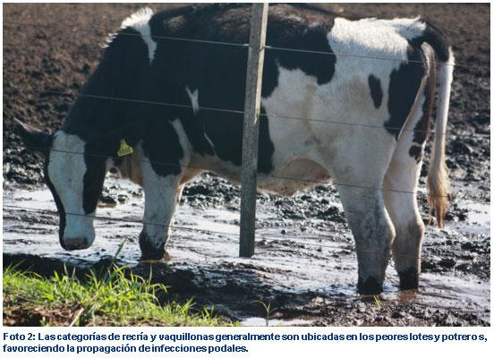 Afecciones Podales - Capítulo 6 “Control de recría y vaquillonas” - Image 3