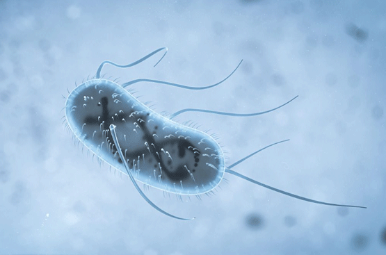 Efecto del estrés térmico en la microbiota intestinal