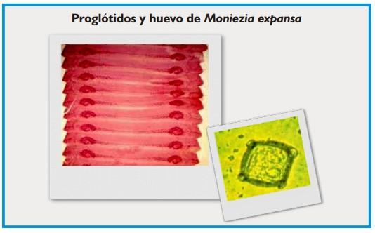 Cestodosis de los ovinos y bovinos - Image 2