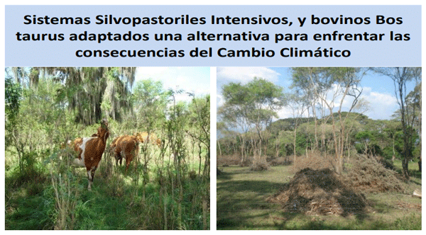 FIGURA 12. Utilización en pastoreo y poda, raleo y entresaca de los árboles forrajeros y cosecha de árboles maderables establecidos por regeneración natural y por enriquecimiento. FUENTE: Raúl Botero Botero, 2014.