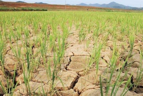 Efectos del cambio climático en la producción porcina - Image 1