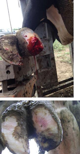 Afecciones Podales - Capitulo 5: “Rechazo y manejo de vacas con lesiones cronicas” - Image 3