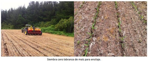 Manual del cultivo de maíz para ensilaje - Cultivo de maíz: Cuarto Capítulo - Image 5