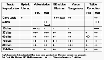 Integrina α2ß1, Subunidad α1 y Progesterona durante la Gestación Porcina - Image 1