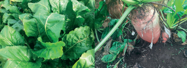 SUPLEMENTARIOS - Beta vulgaris L. subsp. vulgaris (remolacha forrajera) - Image 1