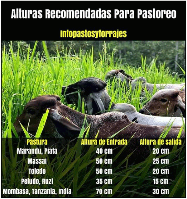 BOTERO - POTENCIAL DE PRODUCCIÓN DE CARNE EN PASTURAS NATIVAS Y DE BRAQUIARIAS PURAS Y ASOCIADAS CON LEGUMINOSAS EN SUELOS ÁCIDOS DE AMÉRICA TROPICAL - Image 2