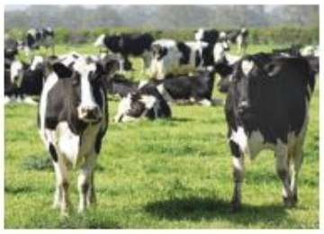 Monitoreo del riesgo de estrés por calor en la granja