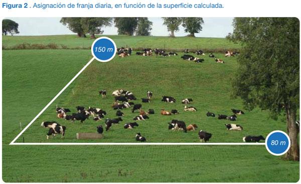 FORRAJERAS - Determinaciones en praderas y cultivos suplementarios - Image 8