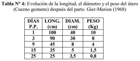 Obstetricia y neonatología bovina: XII Puerperio Nomal - Image 1