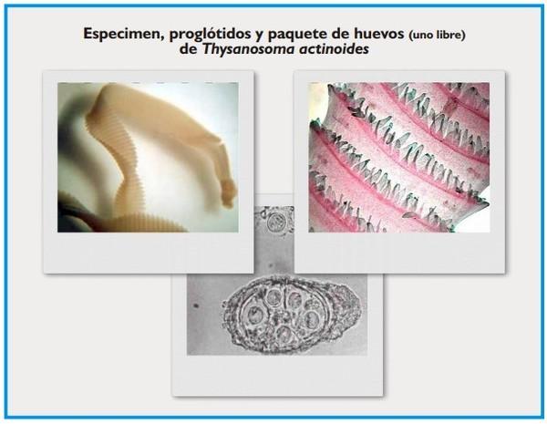 Cestodosis de los ovinos y bovinos - Image 4
