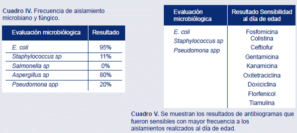 Evaluación de la calidad en pollita ligera al día de edad - Image 3