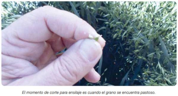 FORRAJERAS - Forrajes suplementarios - Image 8