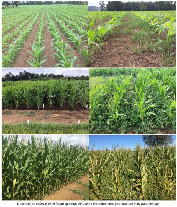 Manual del cultivo de maíz para ensilaje - Cultivo de maíz: Cuarto Capítulo - Image 18