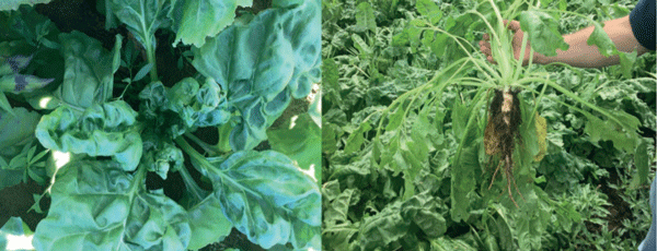 Plantas fuera de tipo que no corresponden al cultivar sembrado. No es un problema cuando la población es inferior a 0,1%.