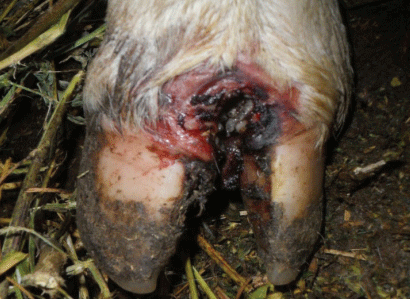 Dermatitis interdigital com-plicada con una miasis.