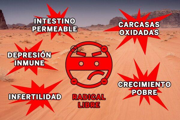 Cuando hace calor, los fitobióticos previenen el daño causado por el estrés oxidativo - Image 3