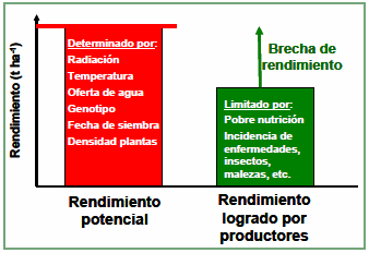 Atlas Mundial de Brechas de Rendimiento: Trigo, soja y maíz en Argentina - Image 1