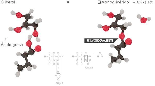 ¿Por qué es importante la salud intestinal en los animales? - Image 1