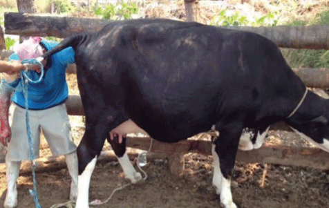 Forma incorrecta de preparar la vaca para ejercer tracción, esta debe estar echada del lado del rumen.