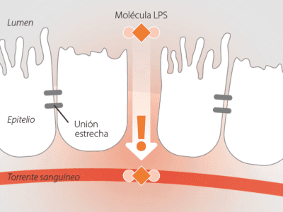 Gestión del estrés calórico y las endotoxinas: ¿cómo proteger la salud de su ganado lechero y maximizar el rendimiento? Garantizar una producción y un rendimiento constantes a altas temperaturas - Image 1