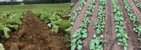 El doblez de las hojas es generado mecánicamente en el cultivo y no corresponden a una enfermedad. Esta posición de algunas hojas hace cambiar la coloración del cultivo y se confunde con la presencia de hongos foliares.
