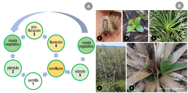 Figura 2 - Ciclo de vida de cardilla, esquema (A) y fotografías de algunas de las etapas (B).