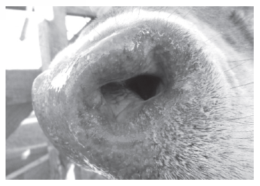 Figura 1: Bovino, múltiples nodulaciones en mucosa nasal.