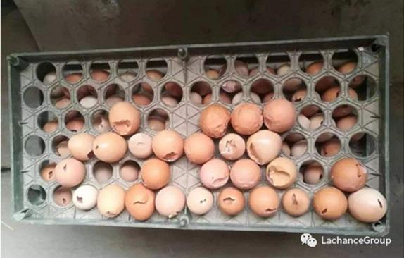 Tipo de calcio que puede proteger los intestinos. ¡Di no a los huevos 
