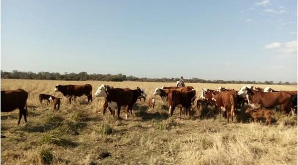 Tristeza bovina - Image 1