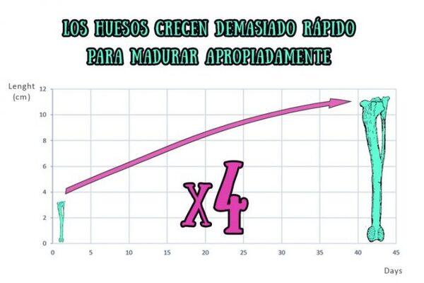¿Problemas de cojeras? Sus aves podrían sufrir el “síndrome del intestino permeable» - Image 2