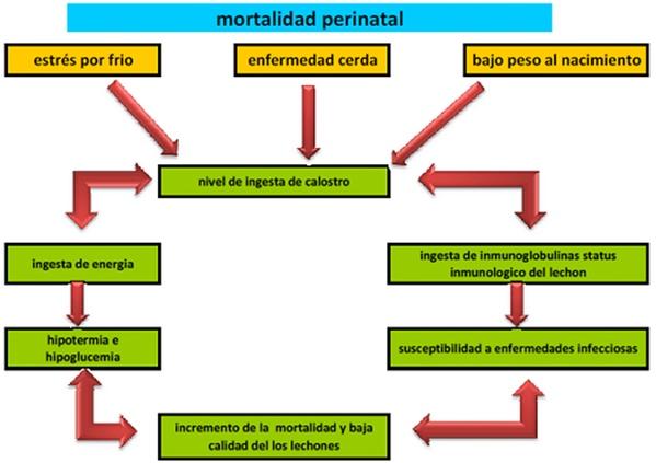 mortalidad perinatal en cerdos