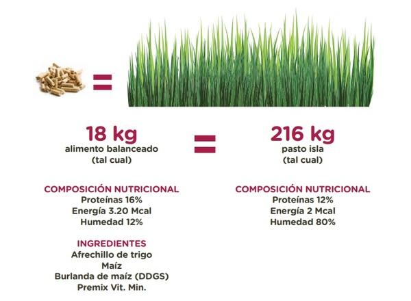 Recría en isla + engorde a corral: La ecuación ideal de calidad + rentabilidad - Image 1