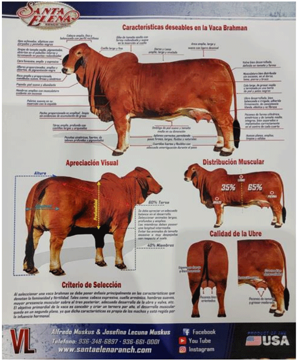BOTERO - TECNOLOGÍAS APROPIADAS Y AMIGABLES CON EL AMBIENTE, COMO OPCIÓN ACTUAL PARA LA EDUCACIÓN AGRÍCOLA SOBRE LA RECONVERSIÓN PRODUCTIVA DE LAS EMPRESAS PECUARIAS EN AMÉRICA TROPICAL - Image 1
