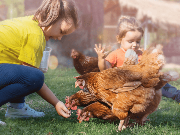 Reducir el uso de antibióticos: ¿cómo combatir la resistencia a los antimicrobianos en el animales de producción? Con un enfoque responsable, se puede mantener el rendimiento sin comprometer la calidad - Image 1