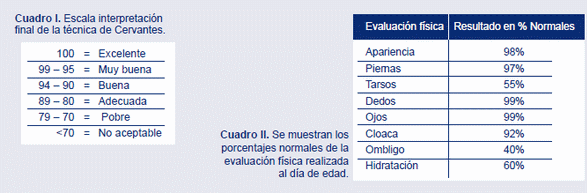 Evaluación de la calidad en pollita ligera al día de edad - Image 2