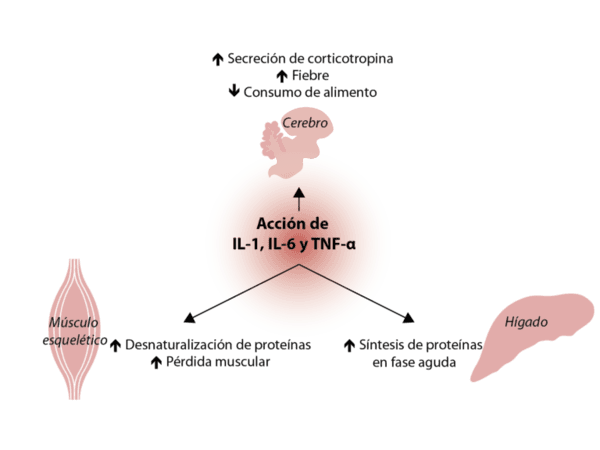 Endotoxinas: Inductores de inflamación - Image 3