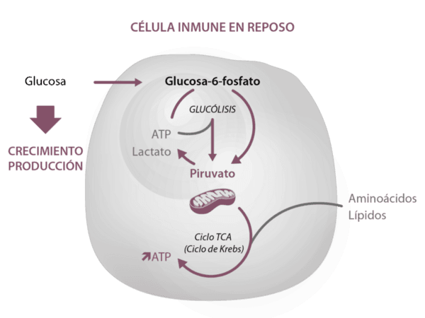 Endotoxinas: Inductores de inflamación - Image 1