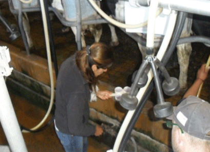 Monitoreo diagnóstico de mastitis subclínicas.