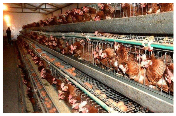 gallinas