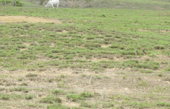 FOTOGRAFÍA 1. Pastura degradada por pastoreo continuo y sobrepastoreo sobre suelos compactados, ácidos y de baja fertilidad natural FUENTE: Enrique Murgueitio, CIPAV.