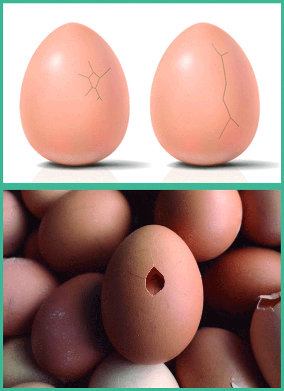 Efectos de las micotoxinas en la calidad de la cáscara: interferencia con el metabolismo de la vitamina D - Image 1
