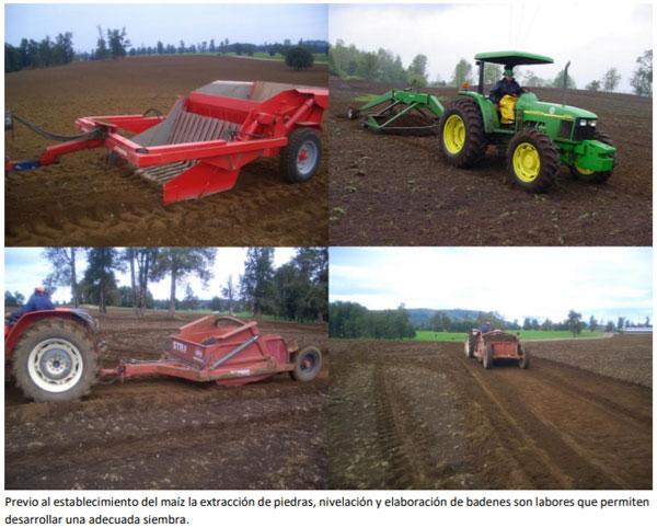 Manual del cultivo de maíz para ensilaje - Cultivo de maíz: Cuarto Capítulo - Image 4