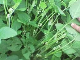 Una alternativa a la floración prematura de la soya en el trópico. - Image 1