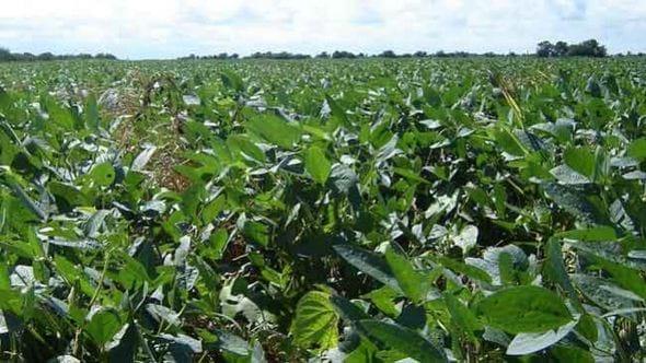 Una alternativa a la floración prematura de la soya en el trópico. - Image 2