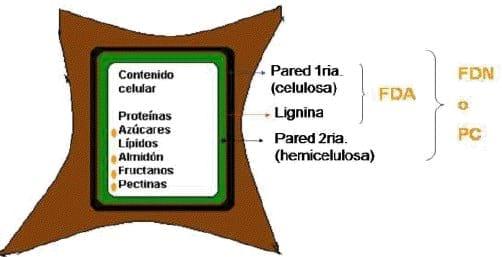 Caracterizacion de tres especies de plantas (rumex crispus, azolla anabaena, beta vulgaris) con potencial forrajero para consumo en alimentación animal. - Image 4