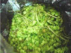 Caracterizacion de tres especies de plantas (rumex crispus, azolla anabaena, beta vulgaris) con potencial forrajero para consumo en alimentación animal. - Image 2