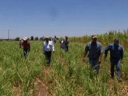 DÍAS DEMOSTRATIVOS PARA LA SIEMBRA DE ZACATE MARALFALFA EN SONORA 2015 - Image 37