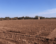 DÍAS DEMOSTRATIVOS PARA LA SIEMBRA DE ZACATE MARALFALFA EN SONORA 2015 - Image 4